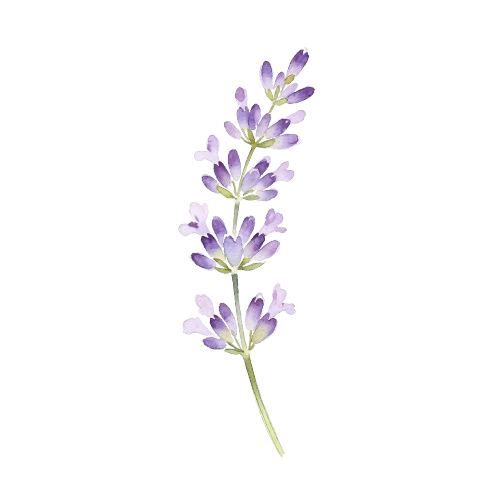 lavender